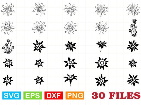 Edelweiss Flower Svg