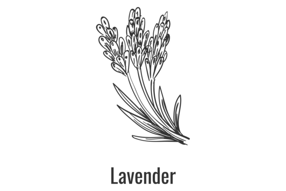 Lavender Flowers Graphic for Local Branding