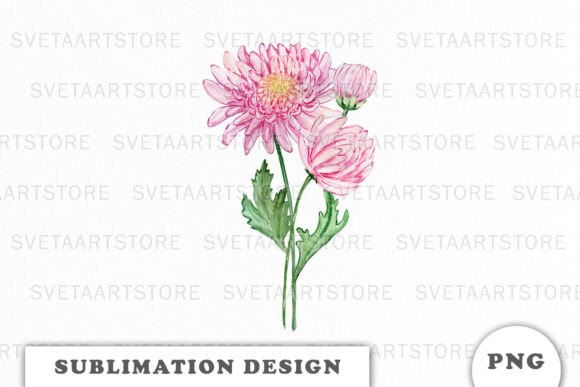 Watercolor Chrysanthemum Flowers Bouquet Graphics